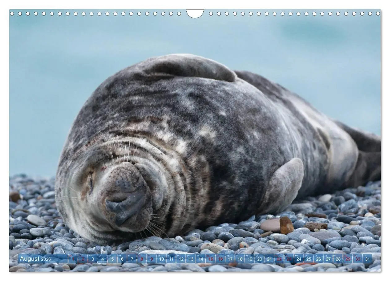 Bild: 9783457836774 | Robben - Lustige Bewohner Helgolands (Wandkalender 2026 DIN A3...