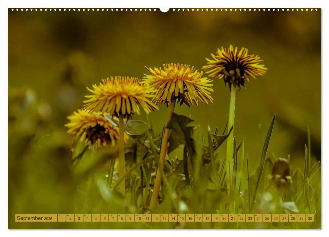 Bild: 9783457906774 | Wildwuchs 2026 (Wandkalender 2026 DIN A2 quer), CALVENDO...