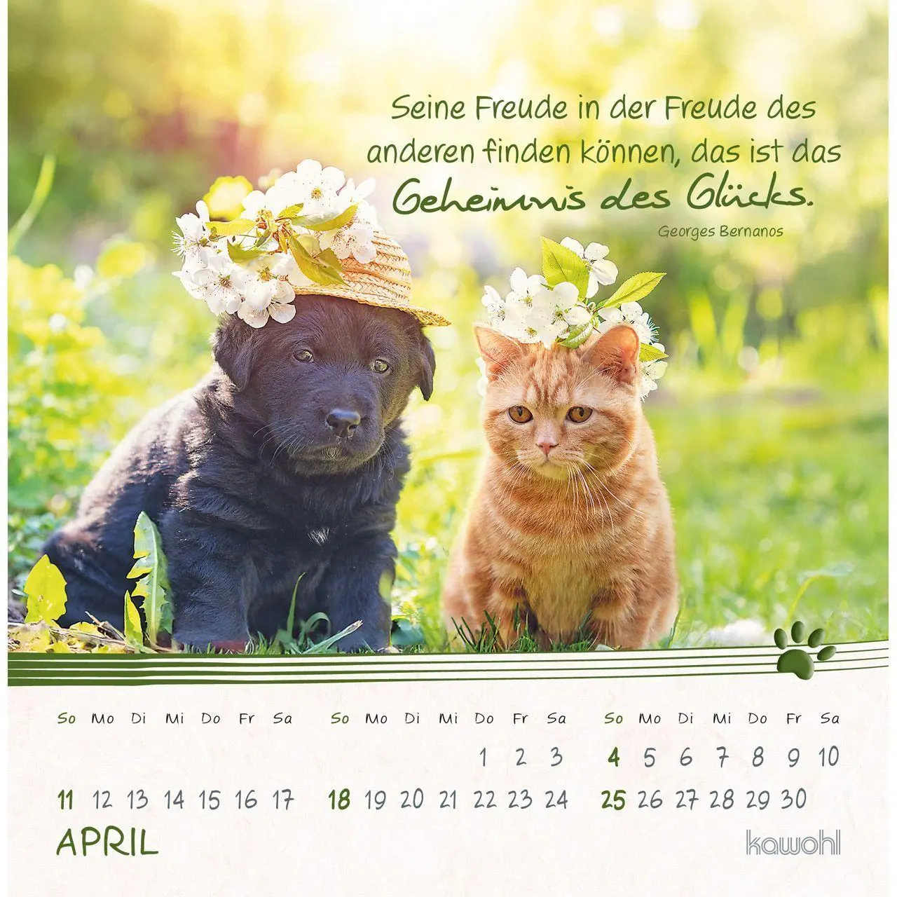 Bild: 9783754816974 | Kleine Katzen-Tatzen 2027 | Postkarten-Kalender | Kalender | 14 S.