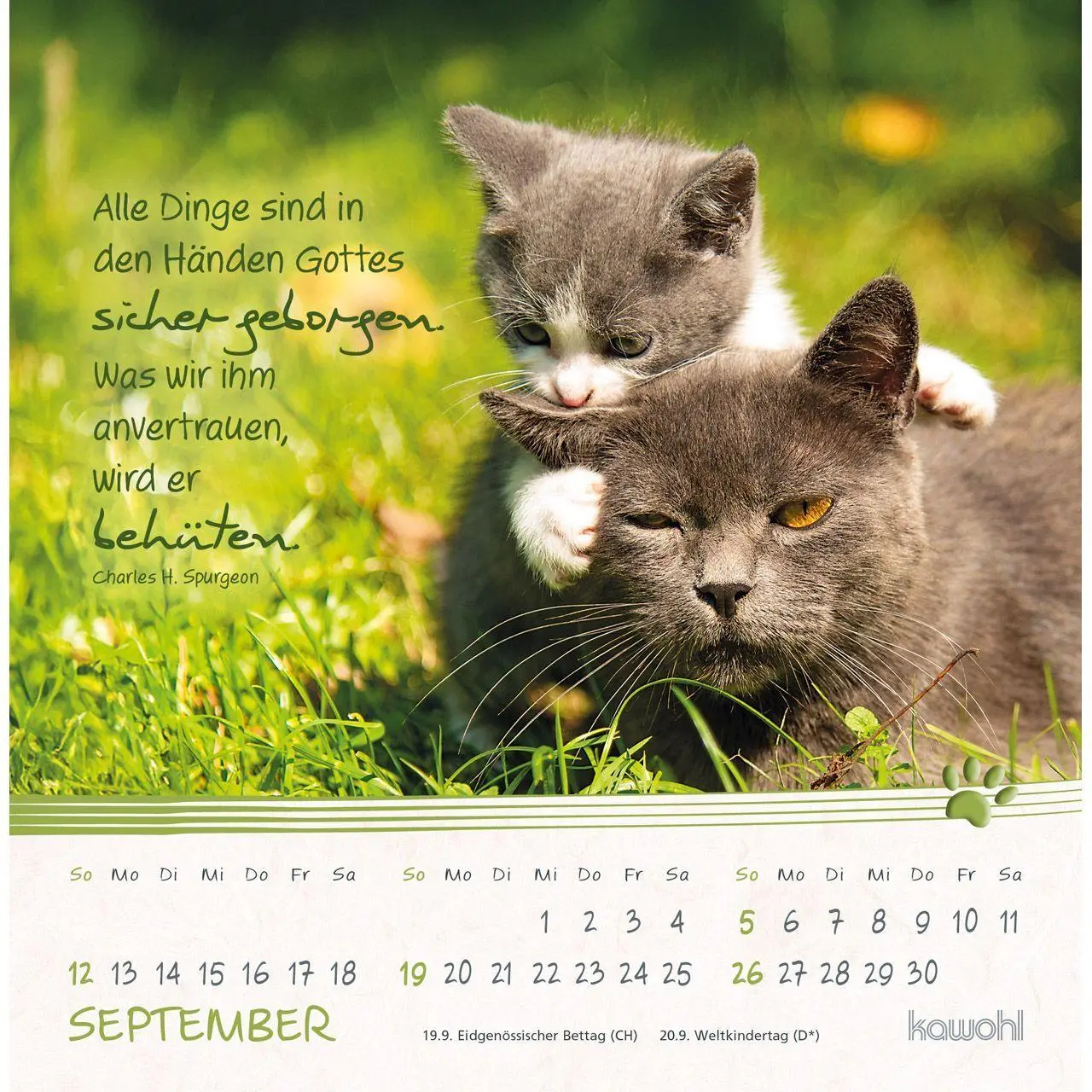 Bild: 9783754816974 | Kleine Katzen-Tatzen 2027 | Postkarten-Kalender | Kalender | 14 S.