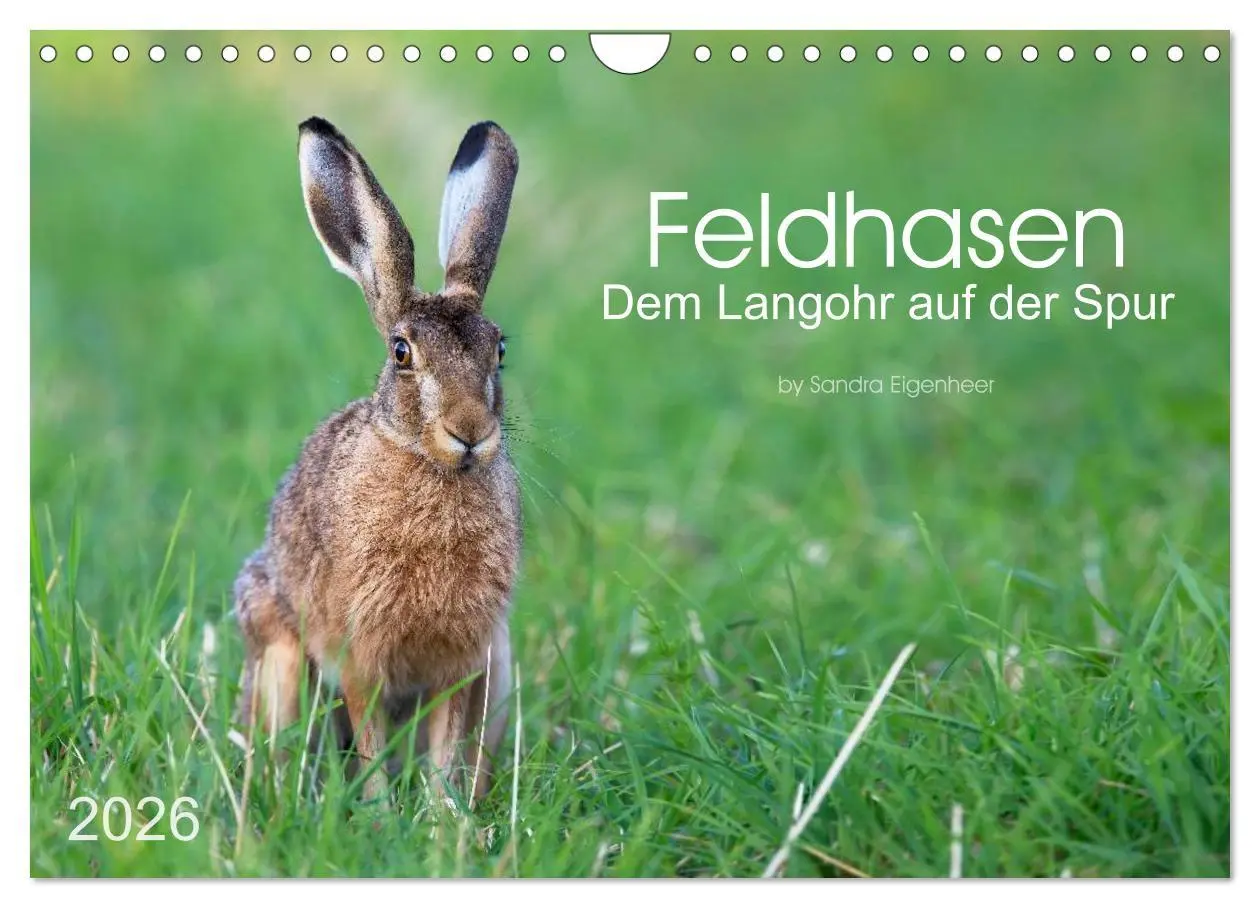 Cover: 9783516037074 | Feldhasen - dem Langohr auf der Spur (Wandkalender 2026 DIN A4...