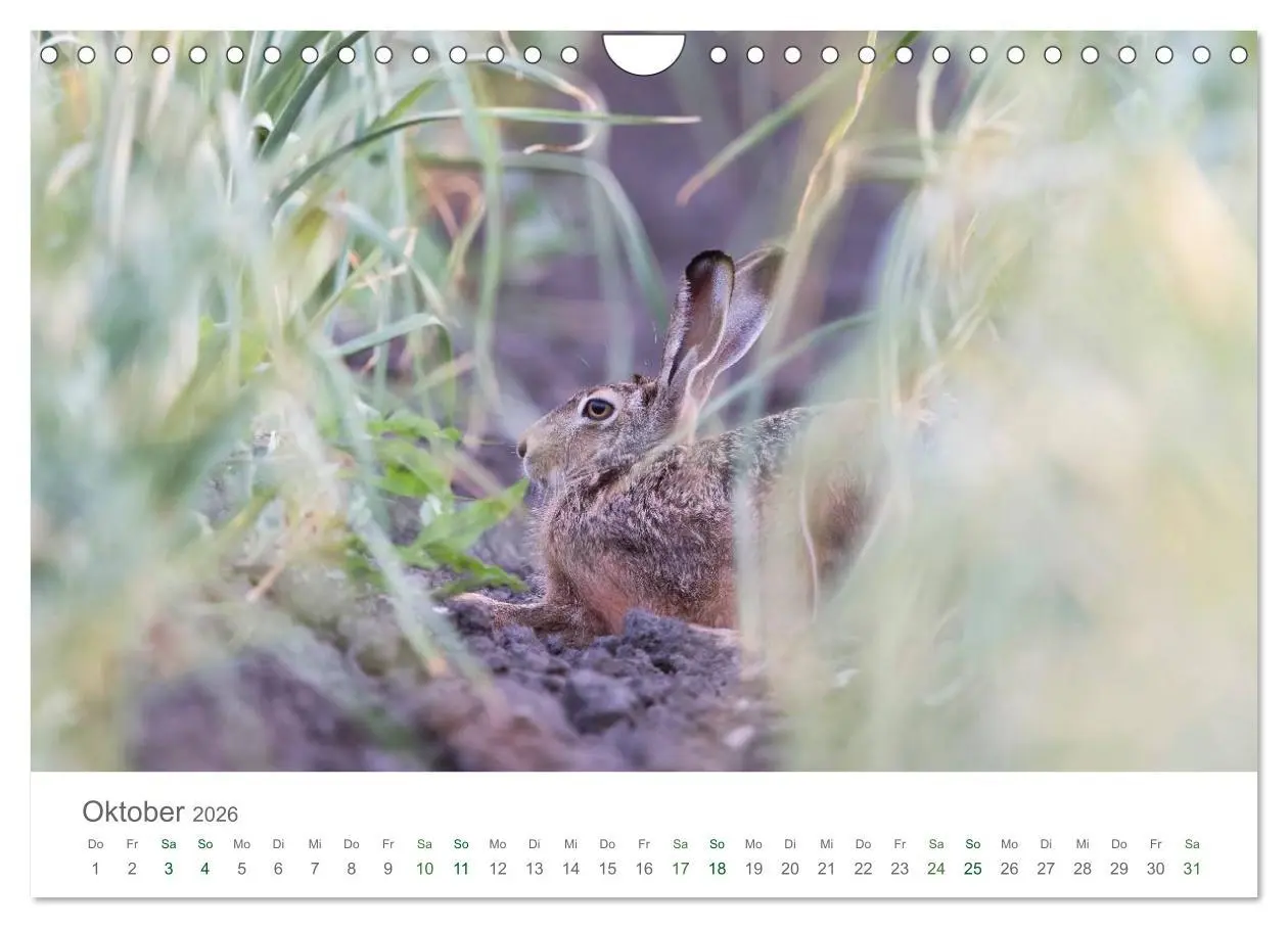 Bild: 9783516037074 | Feldhasen - dem Langohr auf der Spur (Wandkalender 2026 DIN A4...