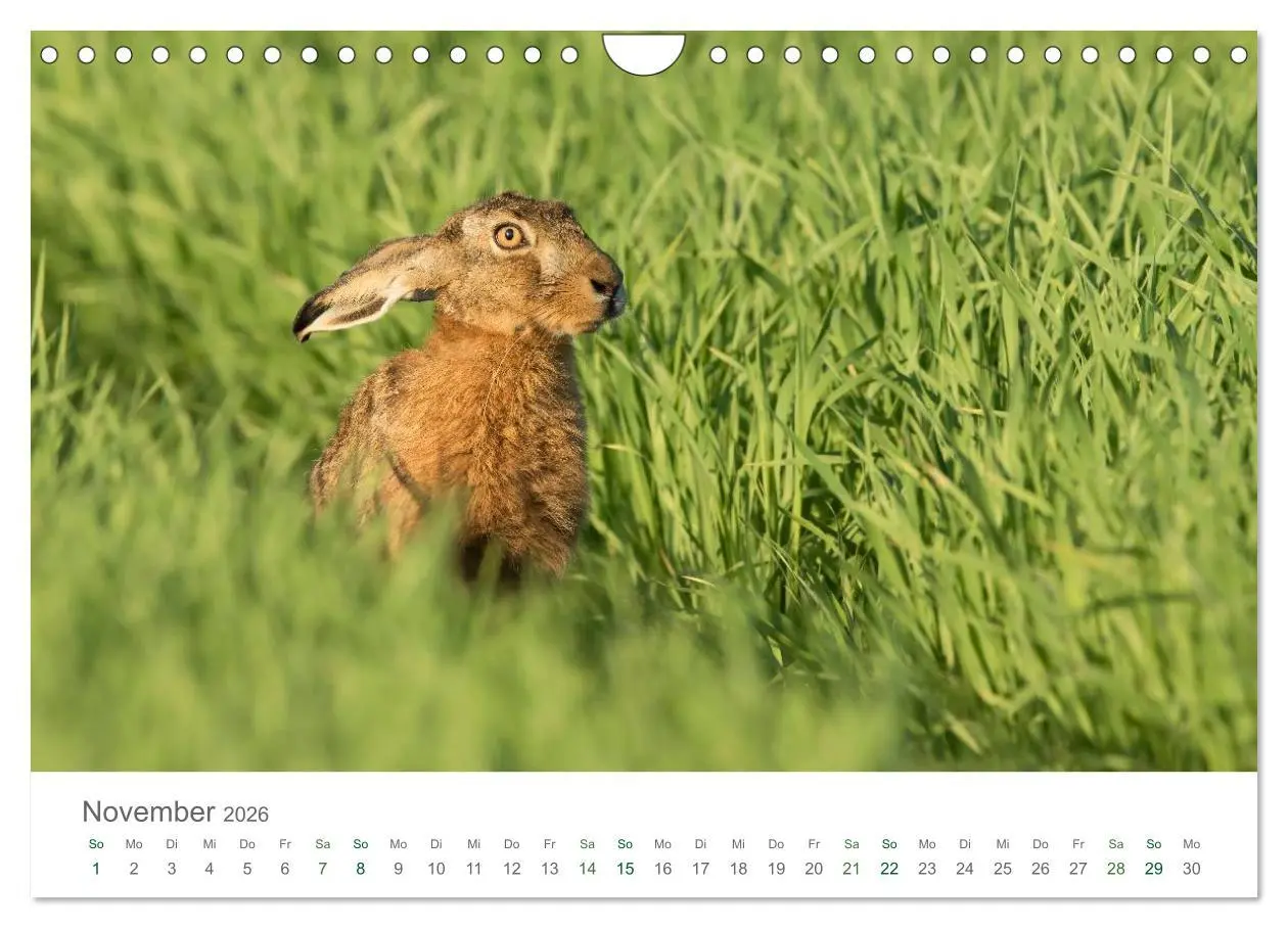 Bild: 9783516037074 | Feldhasen - dem Langohr auf der Spur (Wandkalender 2026 DIN A4...