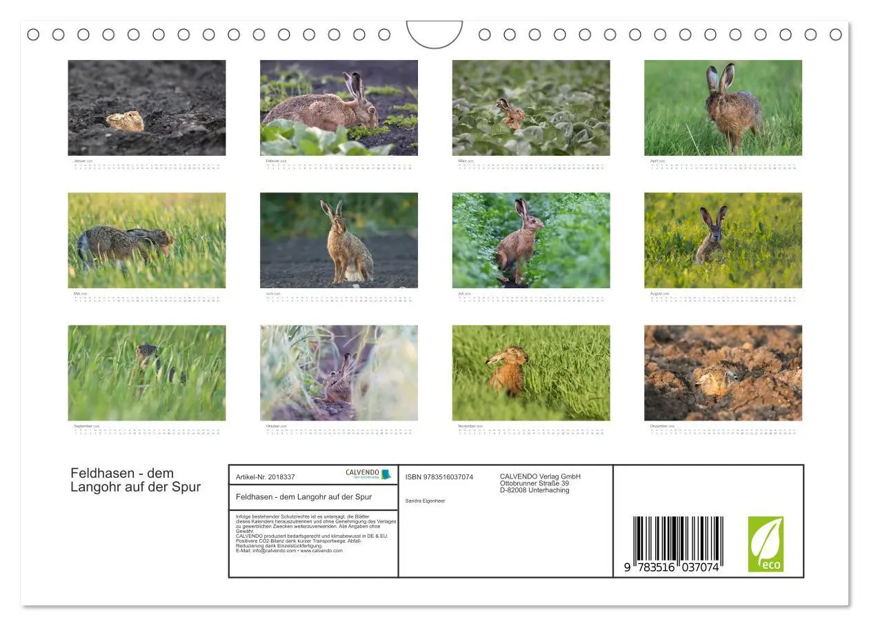Bild: 9783516037074 | Feldhasen - dem Langohr auf der Spur (Wandkalender 2026 DIN A4...