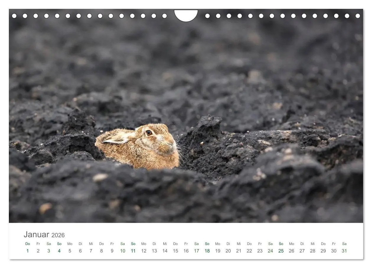 Bild: 9783516037074 | Feldhasen - dem Langohr auf der Spur (Wandkalender 2026 DIN A4...