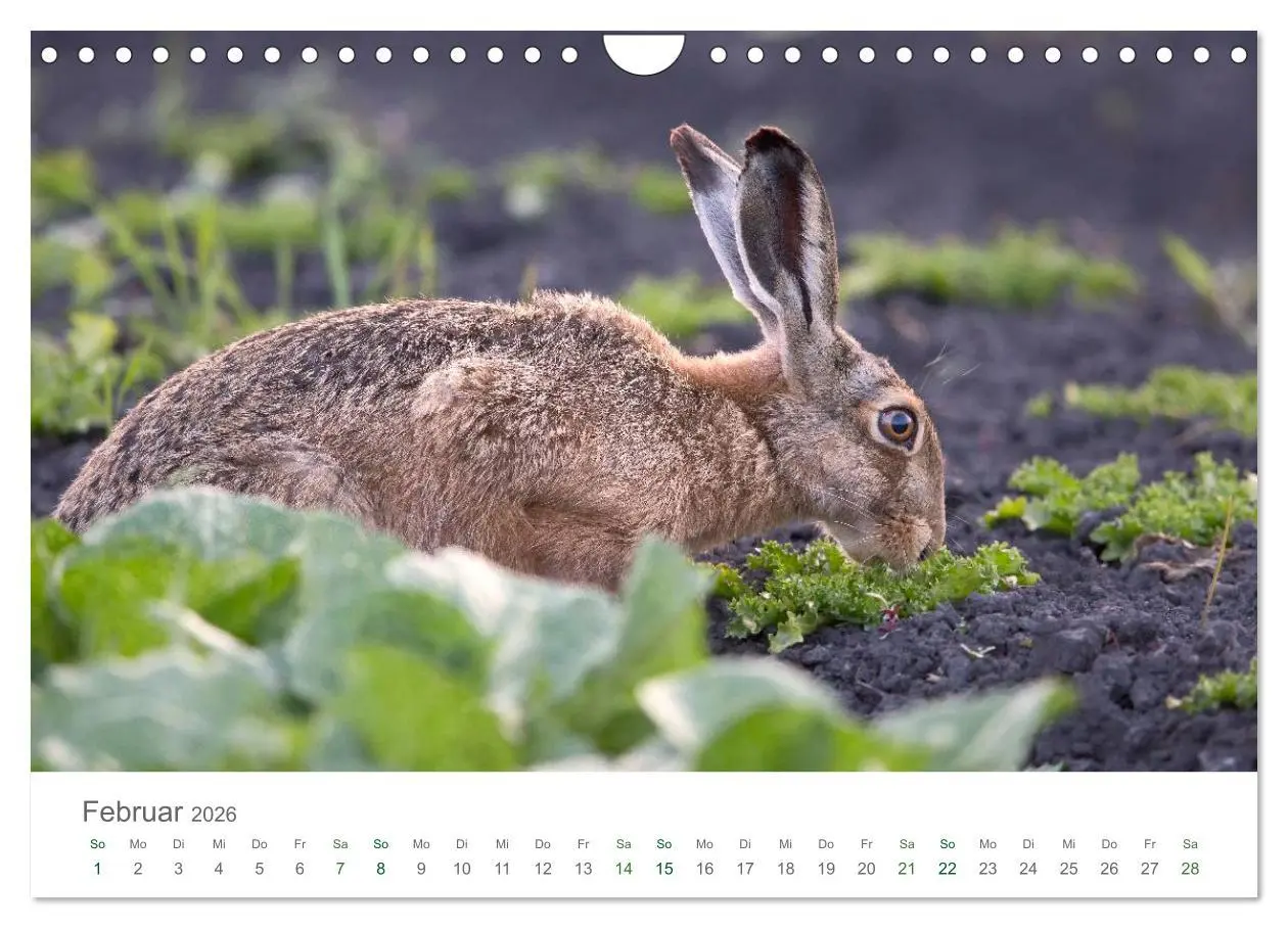 Bild: 9783516037074 | Feldhasen - dem Langohr auf der Spur (Wandkalender 2026 DIN A4...