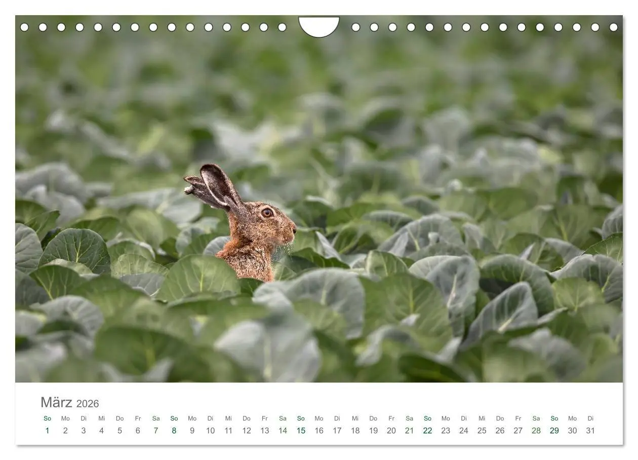 Bild: 9783516037074 | Feldhasen - dem Langohr auf der Spur (Wandkalender 2026 DIN A4...