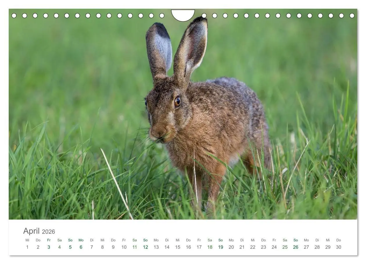 Bild: 9783516037074 | Feldhasen - dem Langohr auf der Spur (Wandkalender 2026 DIN A4...
