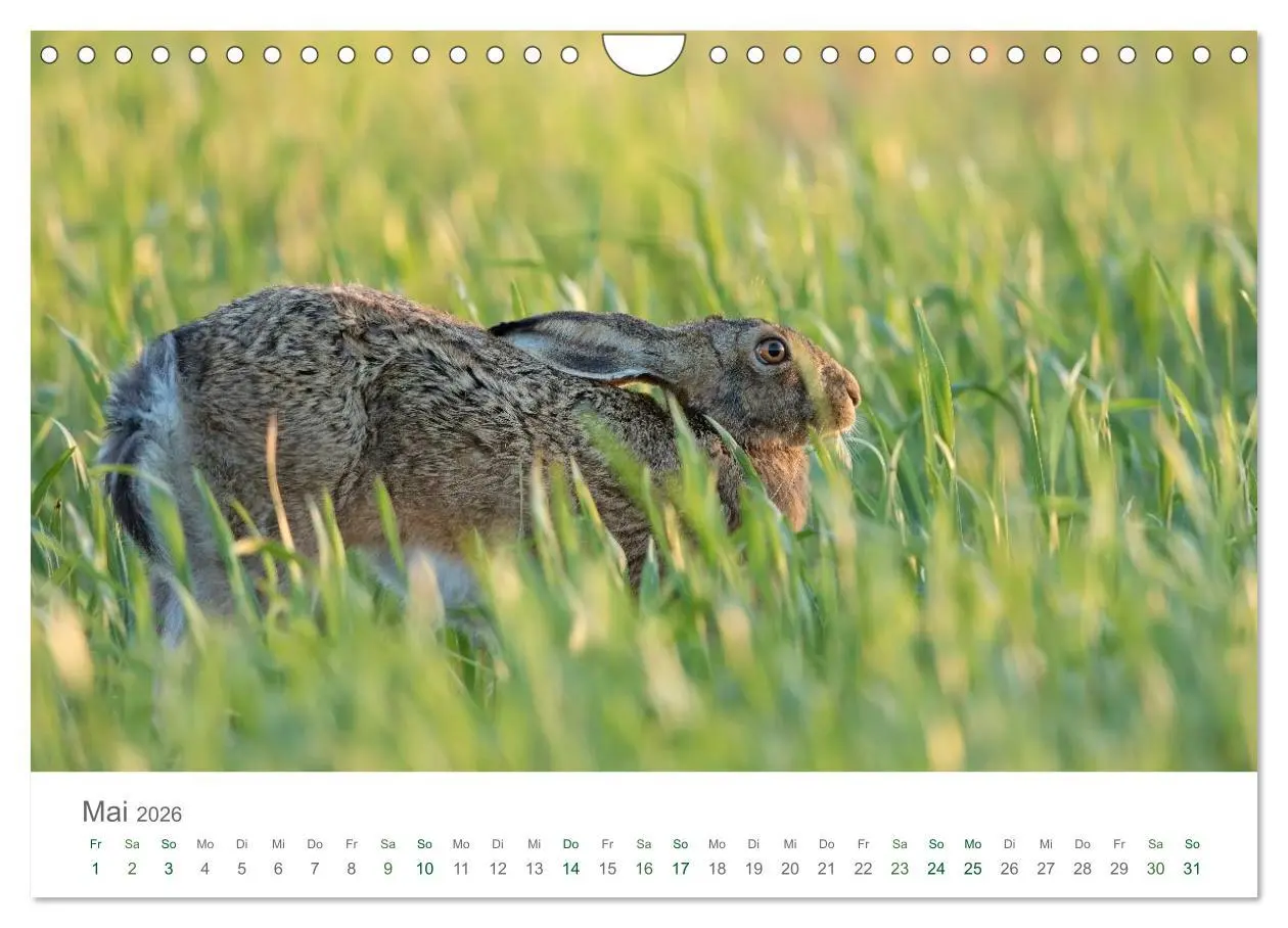 Bild: 9783516037074 | Feldhasen - dem Langohr auf der Spur (Wandkalender 2026 DIN A4...