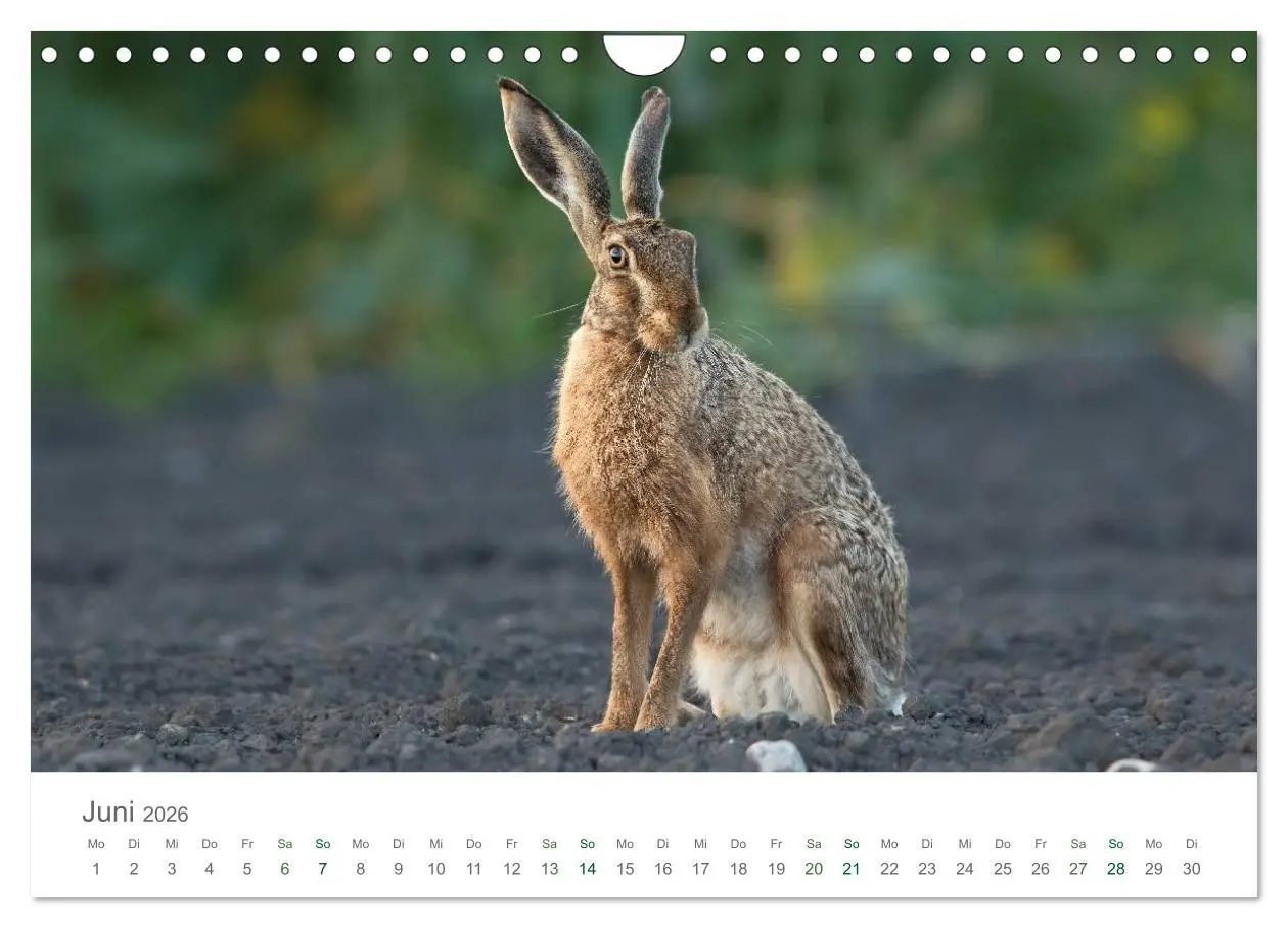 Bild: 9783516037074 | Feldhasen - dem Langohr auf der Spur (Wandkalender 2026 DIN A4...