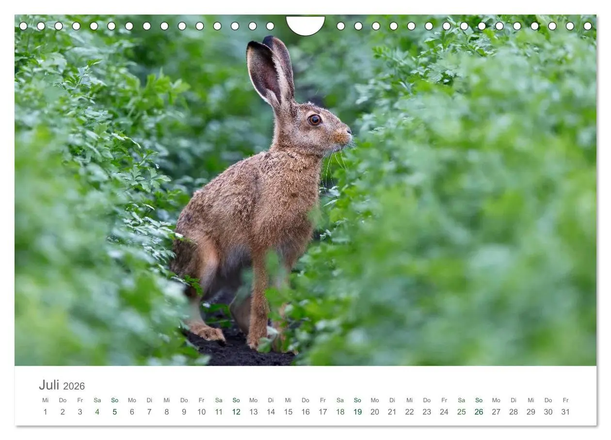 Bild: 9783516037074 | Feldhasen - dem Langohr auf der Spur (Wandkalender 2026 DIN A4...