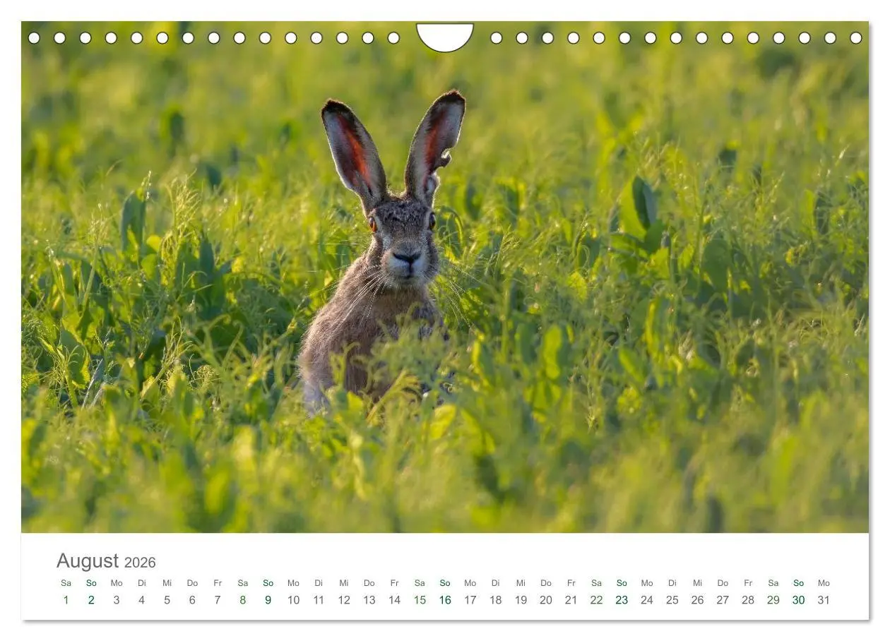 Bild: 9783516037074 | Feldhasen - dem Langohr auf der Spur (Wandkalender 2026 DIN A4...