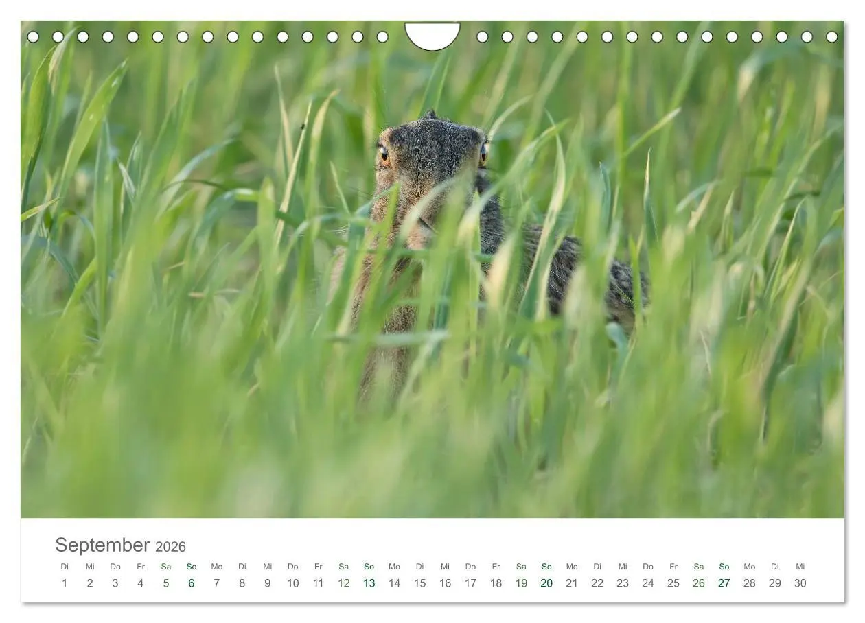 Bild: 9783516037074 | Feldhasen - dem Langohr auf der Spur (Wandkalender 2026 DIN A4...