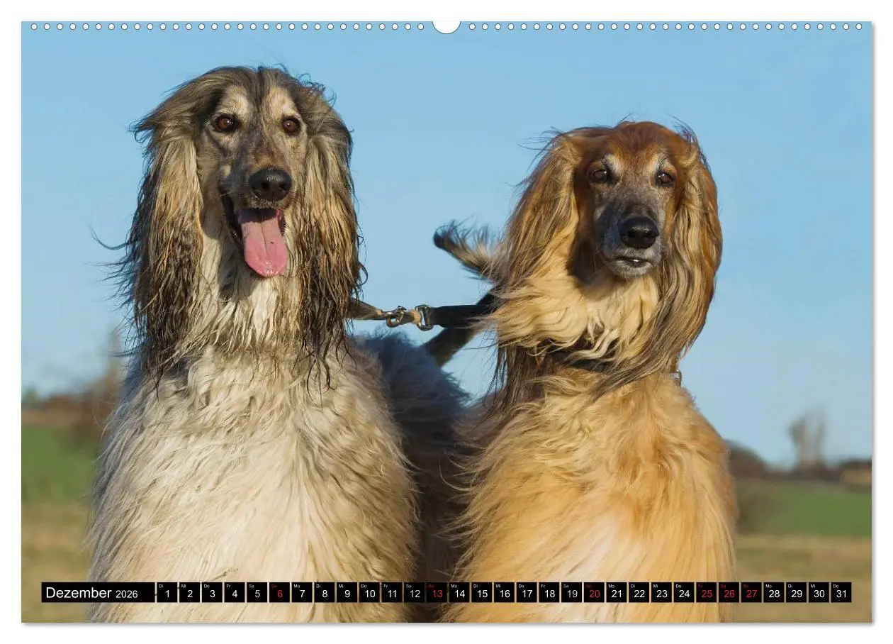Bild: 9783516027174 | Kinder des Windes - Afghanischer Windhund (Wandkalender 2026 DIN A2...