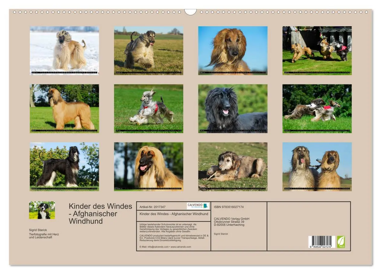 Bild: 9783516027174 | Kinder des Windes - Afghanischer Windhund (Wandkalender 2026 DIN A2...
