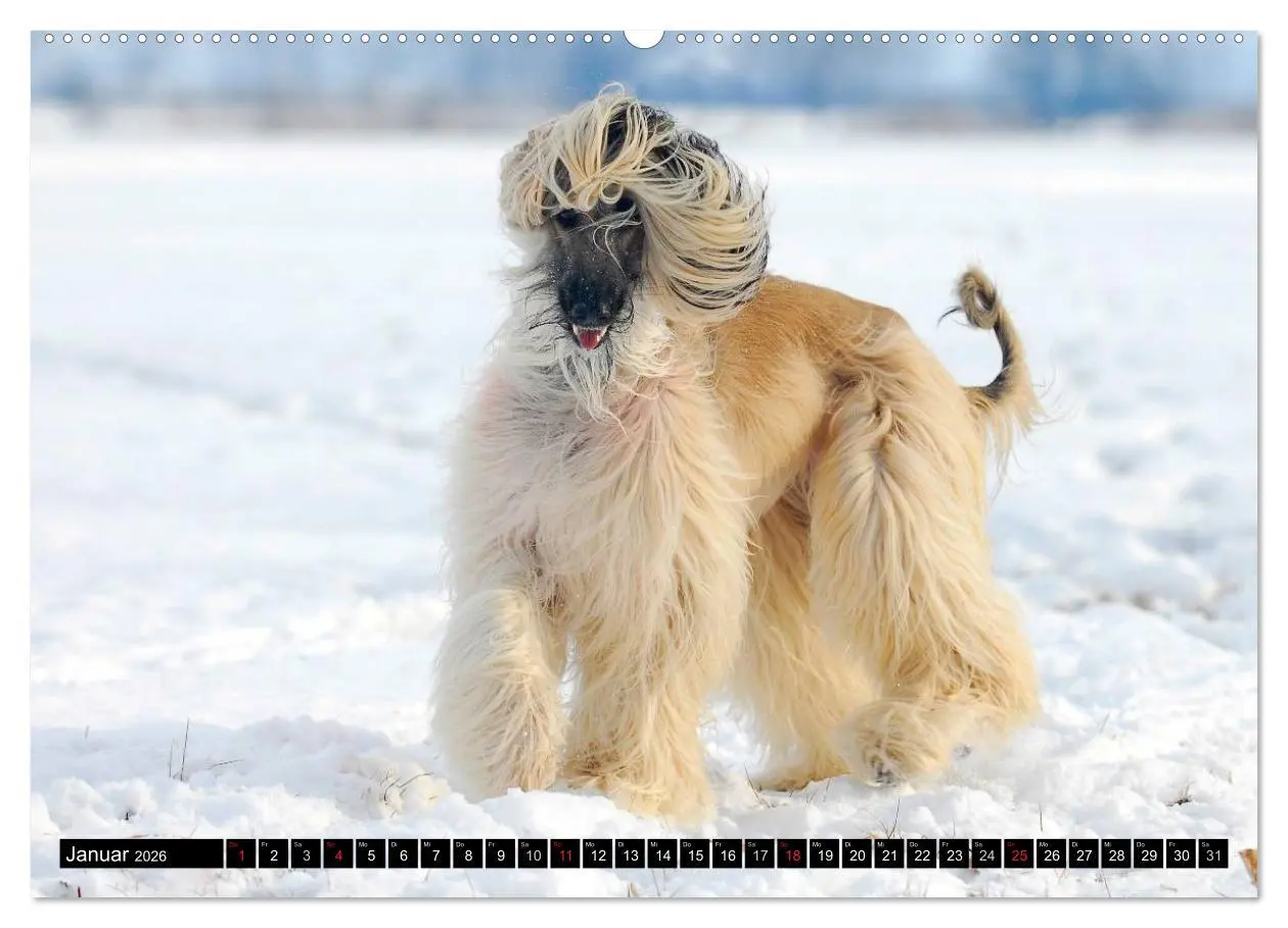 Bild: 9783516027174 | Kinder des Windes - Afghanischer Windhund (Wandkalender 2026 DIN A2...