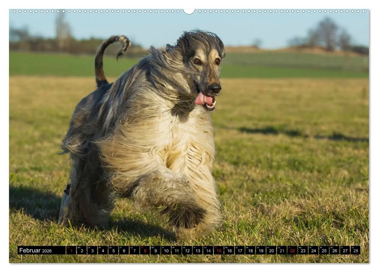 Bild: 9783516027174 | Kinder des Windes - Afghanischer Windhund (Wandkalender 2026 DIN A2...