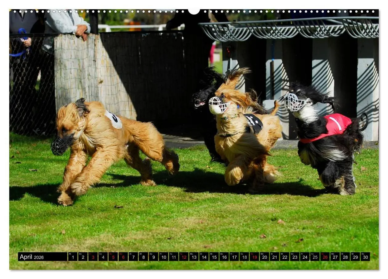 Bild: 9783516027174 | Kinder des Windes - Afghanischer Windhund (Wandkalender 2026 DIN A2...