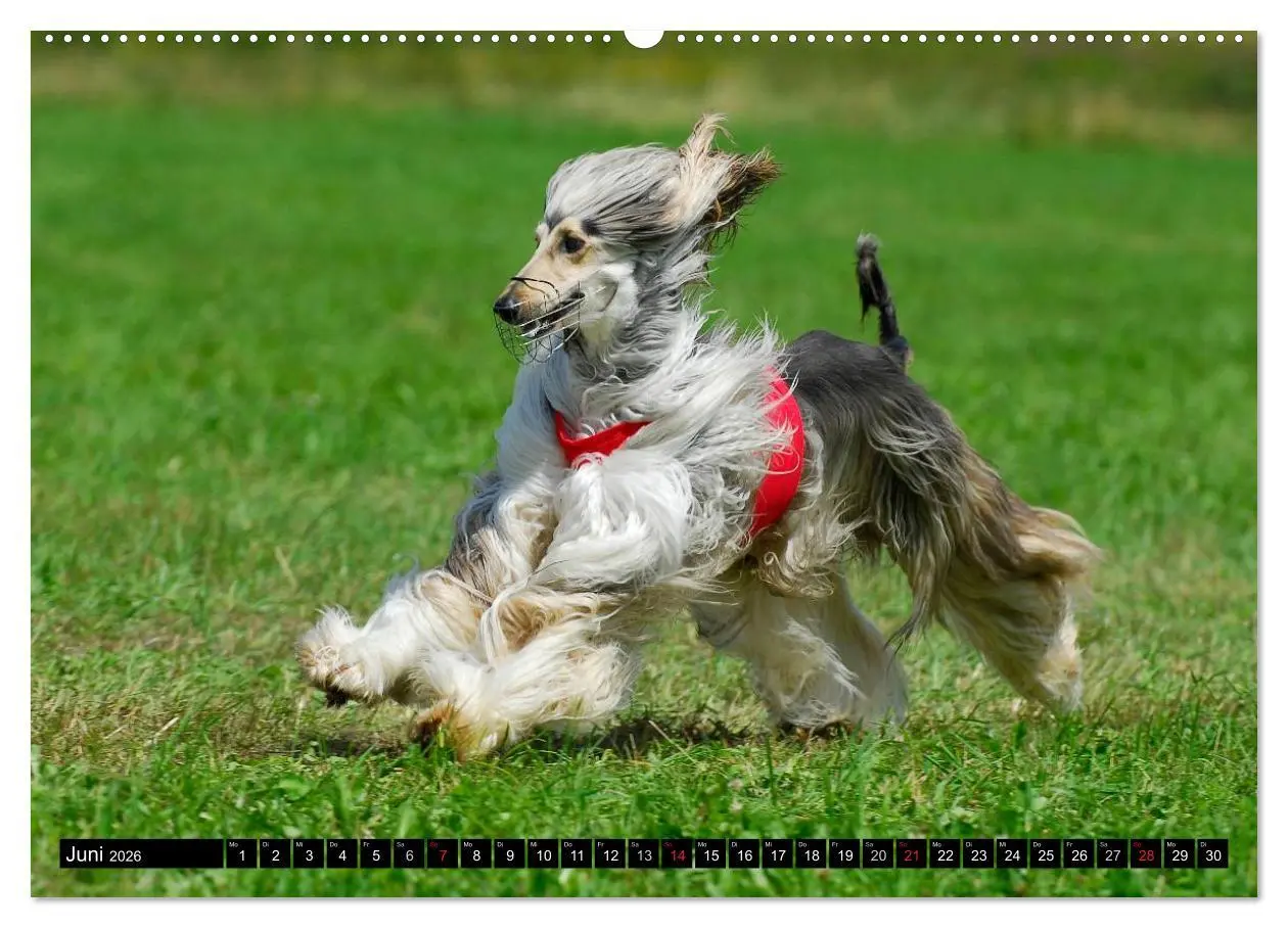 Bild: 9783516027174 | Kinder des Windes - Afghanischer Windhund (Wandkalender 2026 DIN A2...