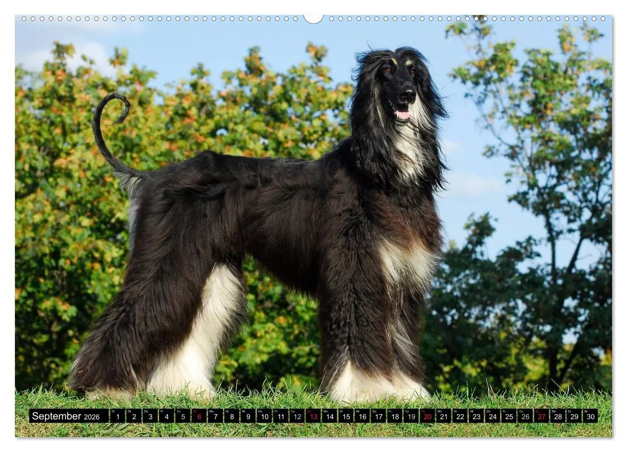 Bild: 9783516027174 | Kinder des Windes - Afghanischer Windhund (Wandkalender 2026 DIN A2...
