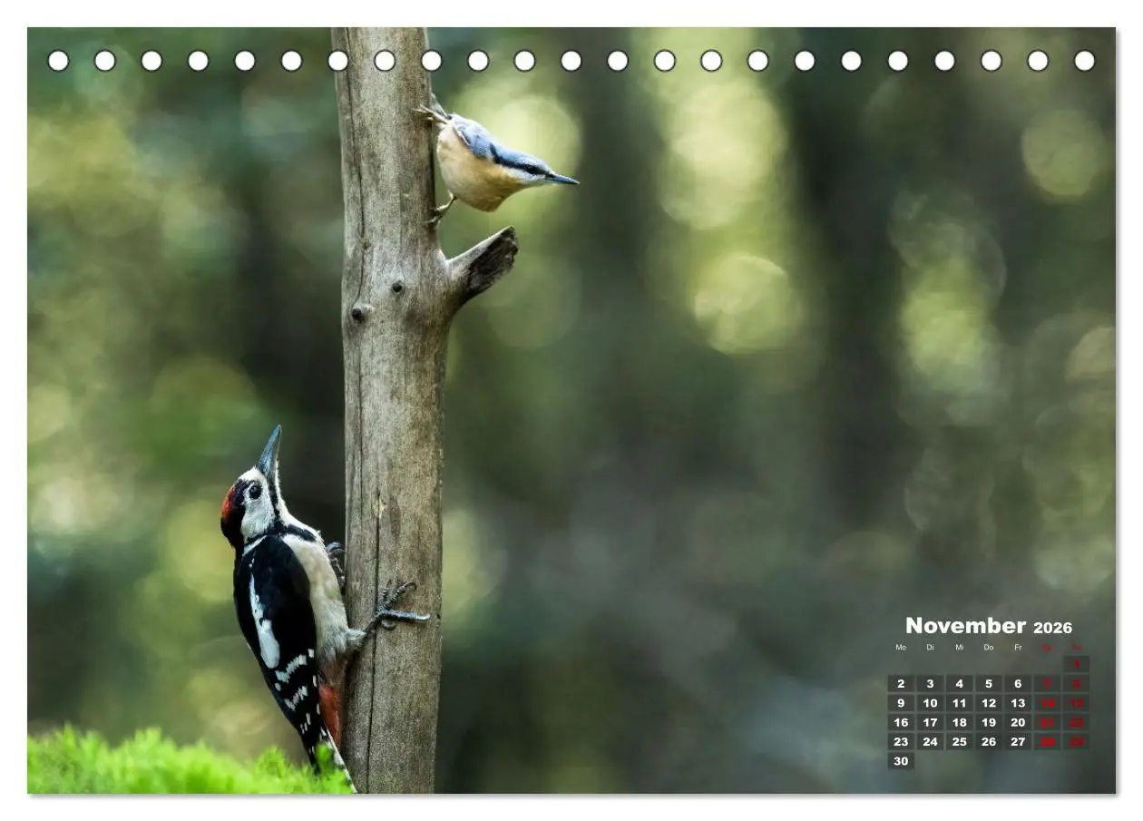 Bild: 9783457477274 | Vögel in heimischen Wäldern (Tischkalender 2026 DIN A5 quer),...