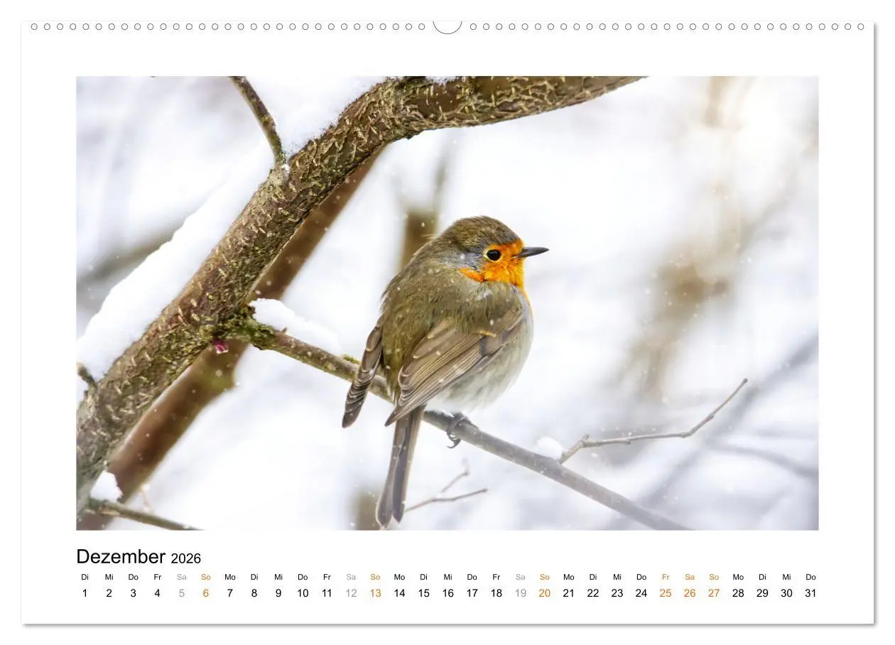 Bild: 9783457537374 | Zauberhafte Rotkehlchen (Wandkalender 2026 DIN A2 quer), CALVENDO...