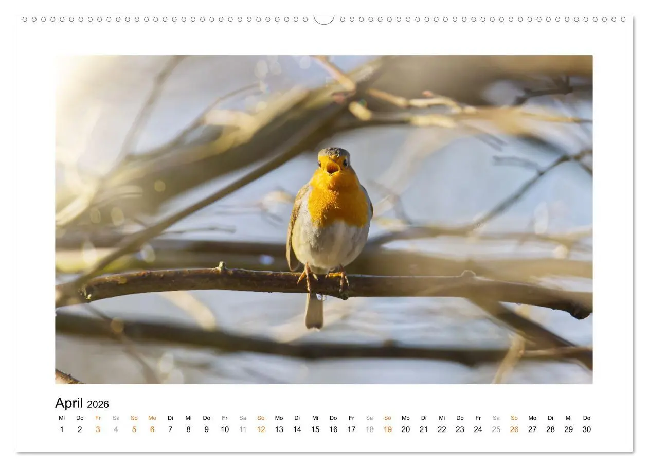 Bild: 9783457537374 | Zauberhafte Rotkehlchen (Wandkalender 2026 DIN A2 quer), CALVENDO...