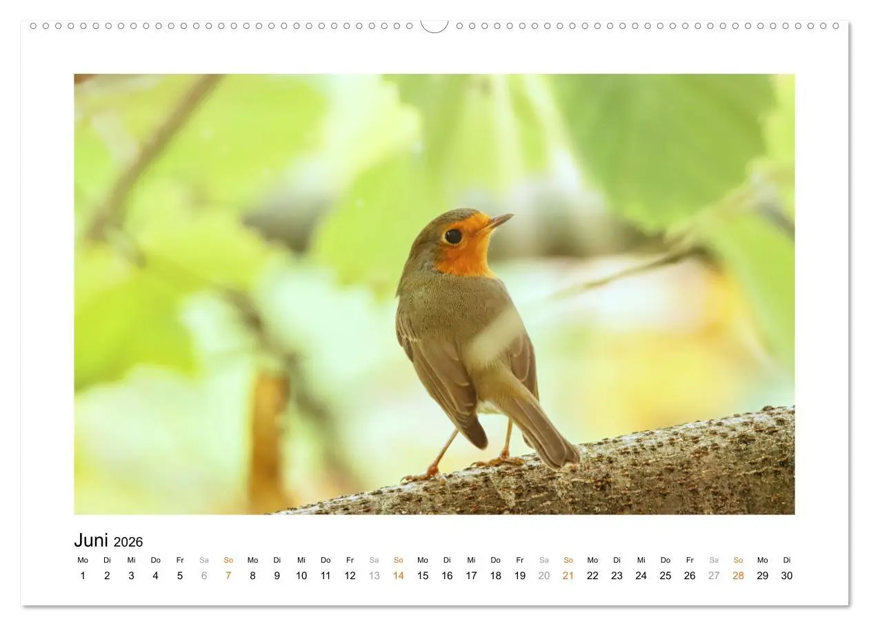 Bild: 9783457537374 | Zauberhafte Rotkehlchen (Wandkalender 2026 DIN A2 quer), CALVENDO...