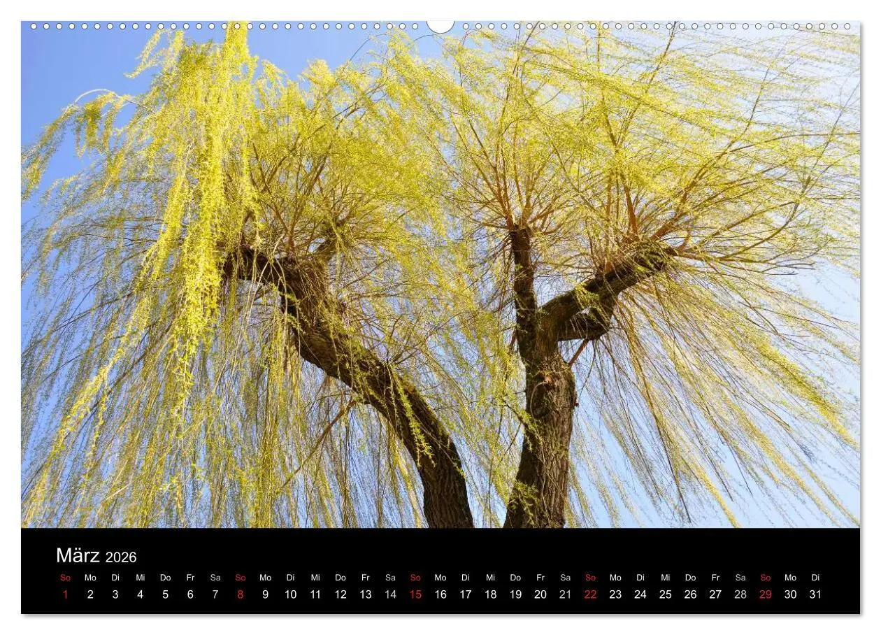 Bild: 9783516177374 | Bäume 2026 (hochwertiger Premium Wandkalender 2026 DIN A2 quer),...