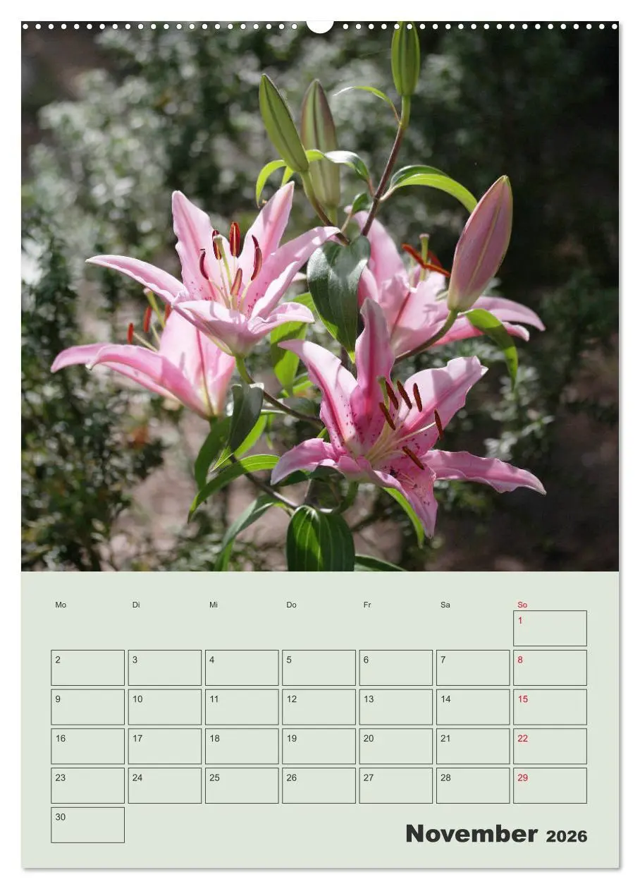 Bild: 9783516397574 | Lilien im Garten (Wandkalender 2026 DIN A2 hoch), CALVENDO...