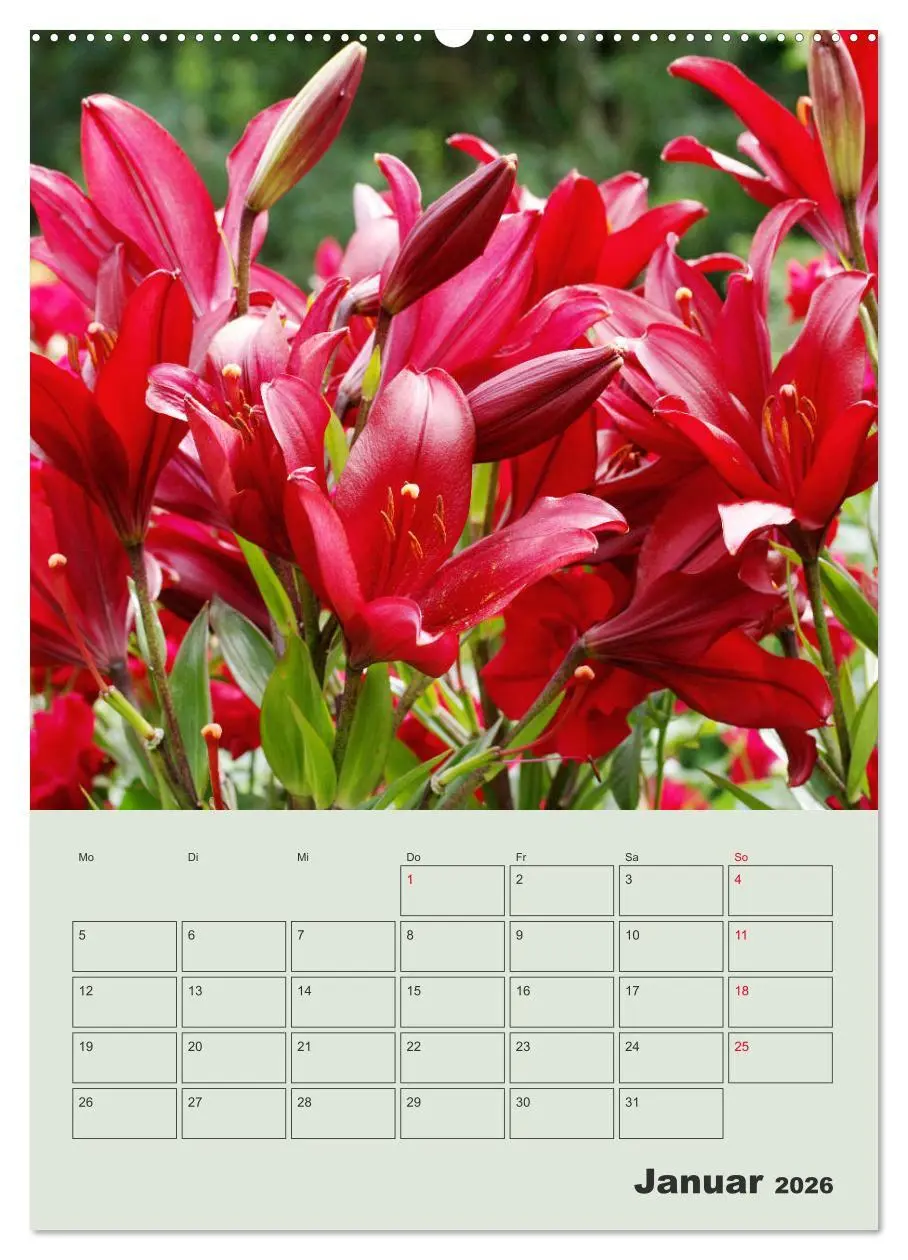 Bild: 9783516397574 | Lilien im Garten (Wandkalender 2026 DIN A2 hoch), CALVENDO...