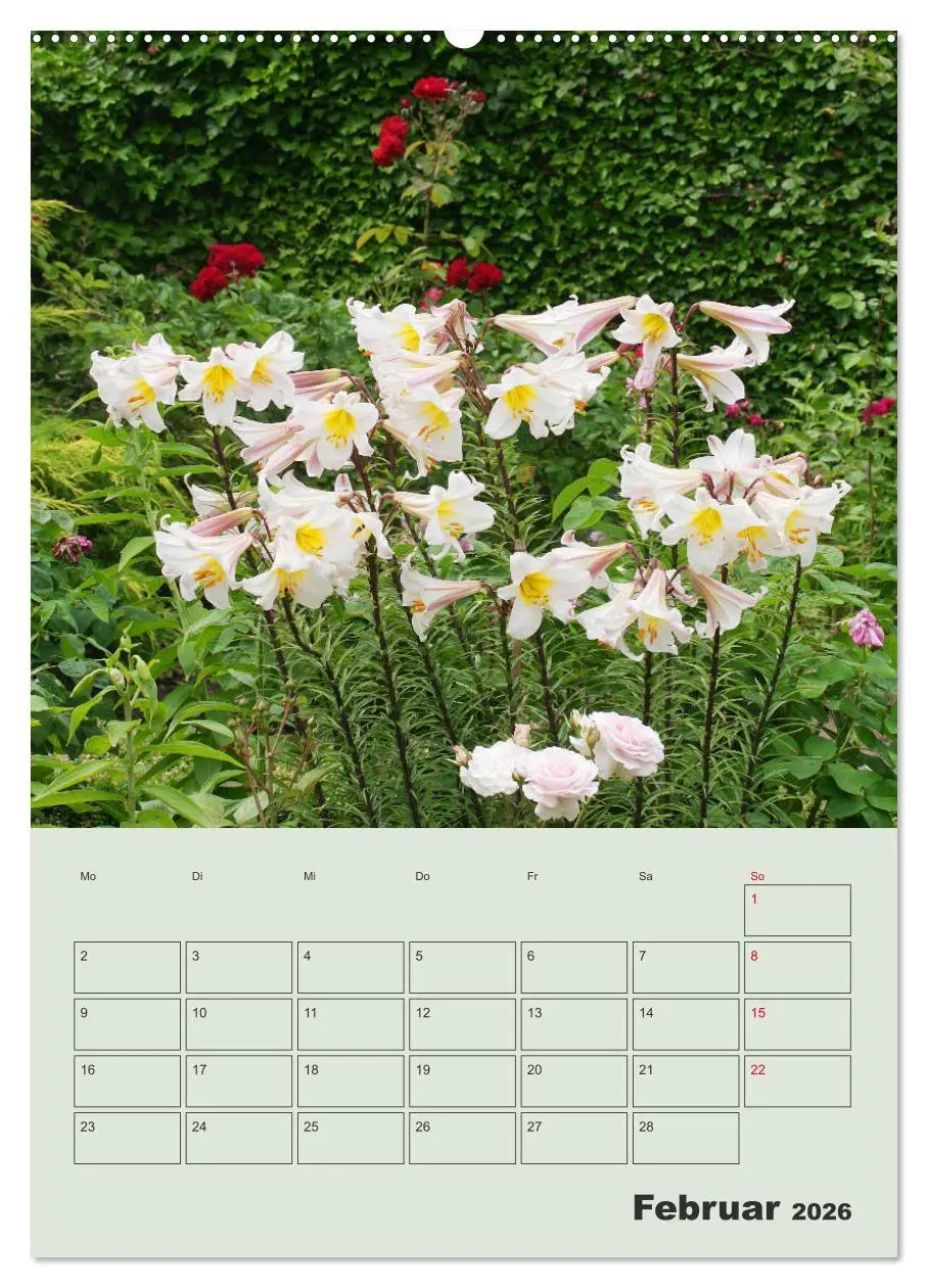 Bild: 9783516397574 | Lilien im Garten (Wandkalender 2026 DIN A2 hoch), CALVENDO...