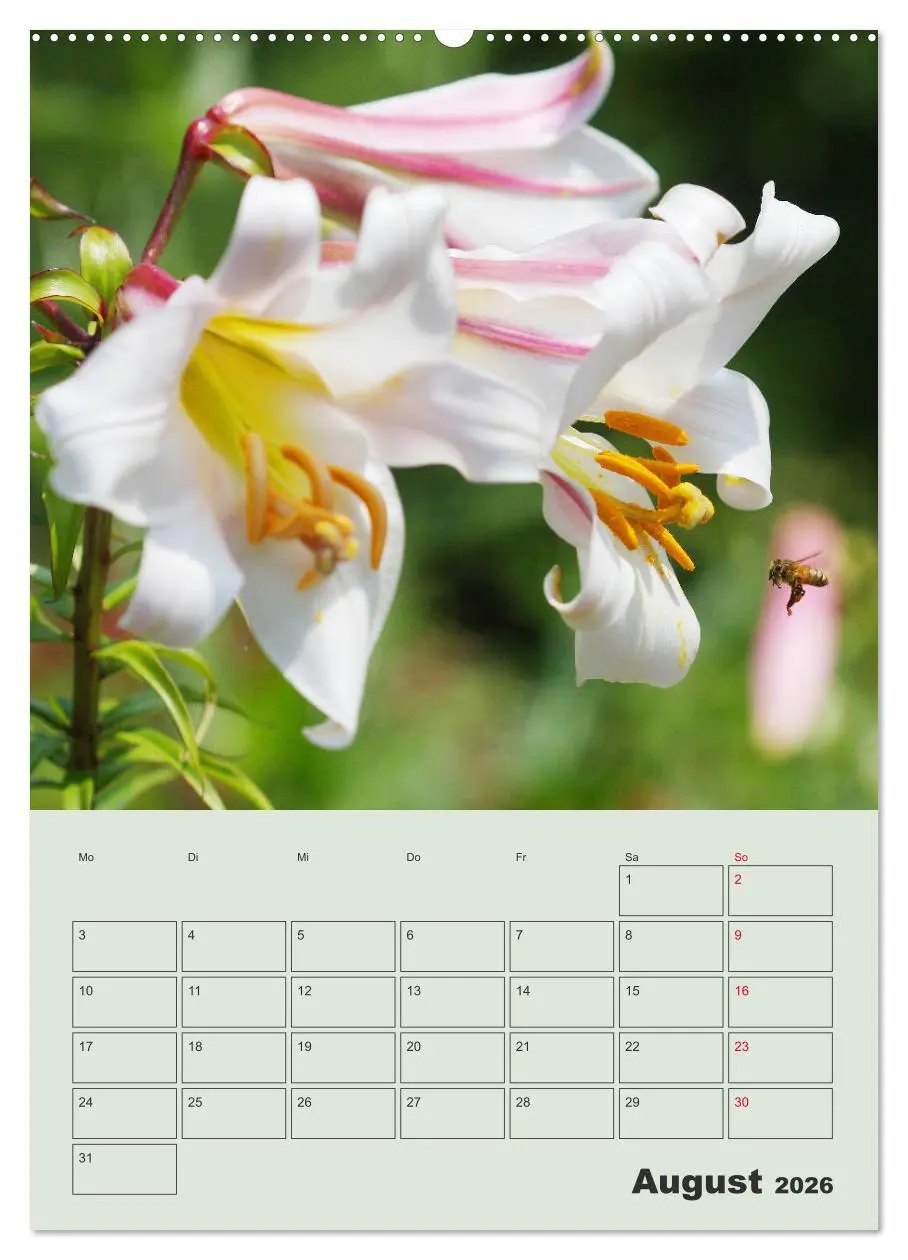 Bild: 9783516397574 | Lilien im Garten (Wandkalender 2026 DIN A2 hoch), CALVENDO...