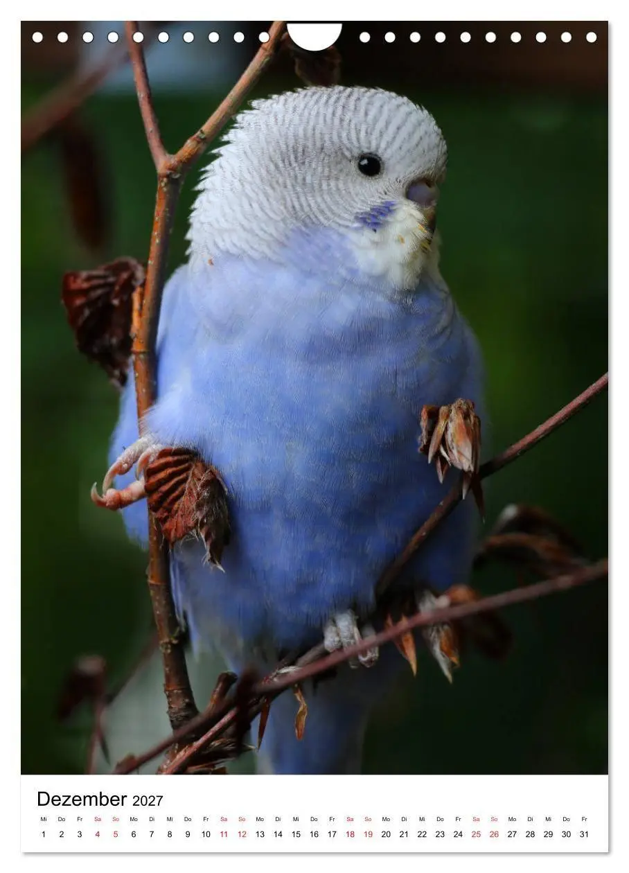 Bild: 9783569547674 | Der Wellensittich - Mein Lieblingsvogel (Wandkalender 2027 DIN A4...