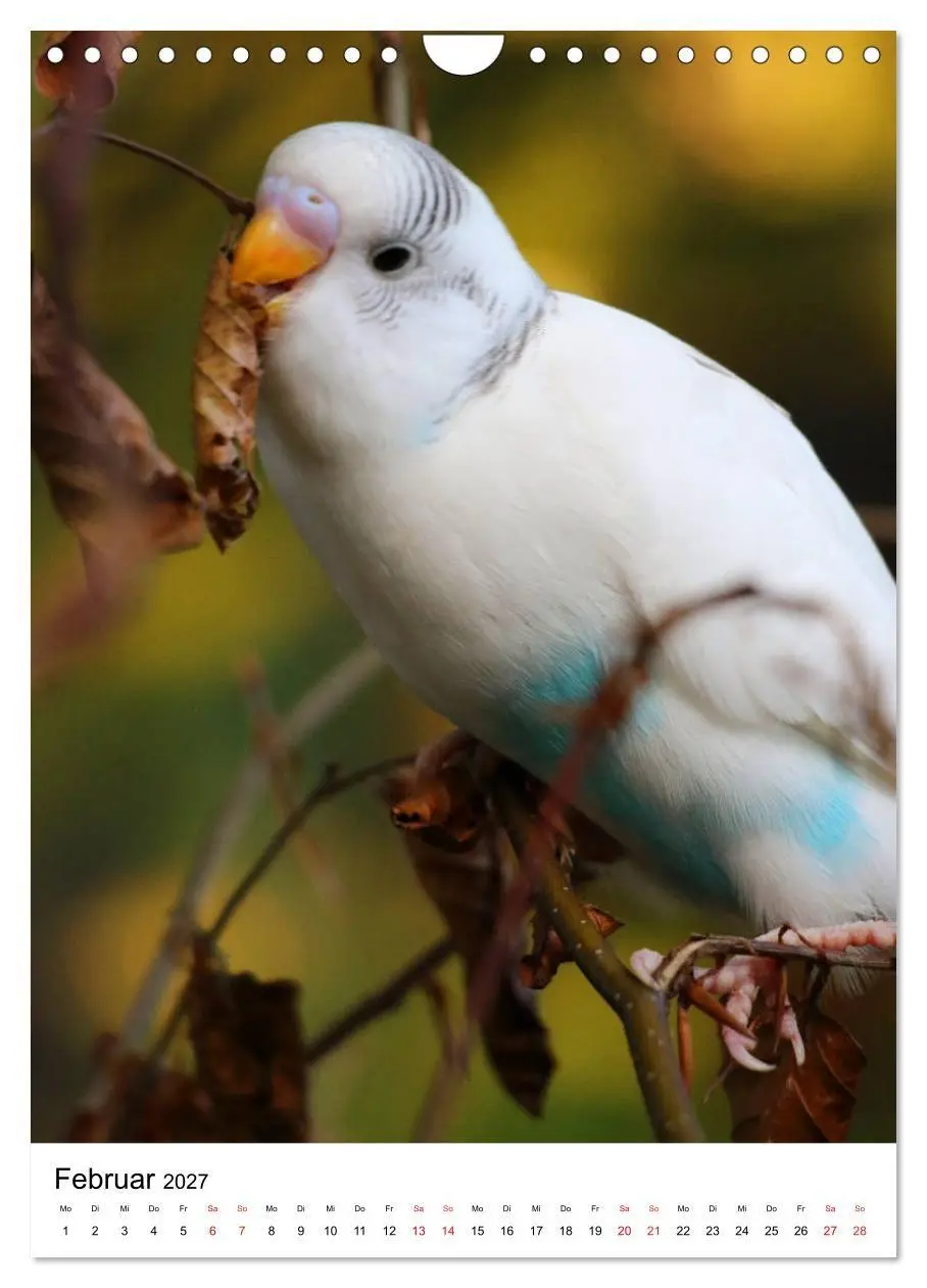 Bild: 9783569547674 | Der Wellensittich - Mein Lieblingsvogel (Wandkalender 2027 DIN A4...