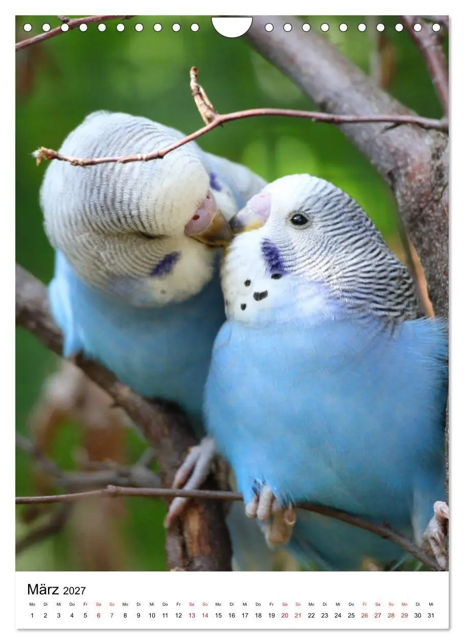 Bild: 9783569547674 | Der Wellensittich - Mein Lieblingsvogel (Wandkalender 2027 DIN A4...