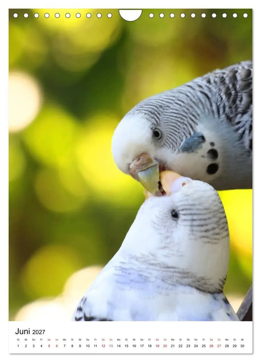 Bild: 9783569547674 | Der Wellensittich - Mein Lieblingsvogel (Wandkalender 2027 DIN A4...