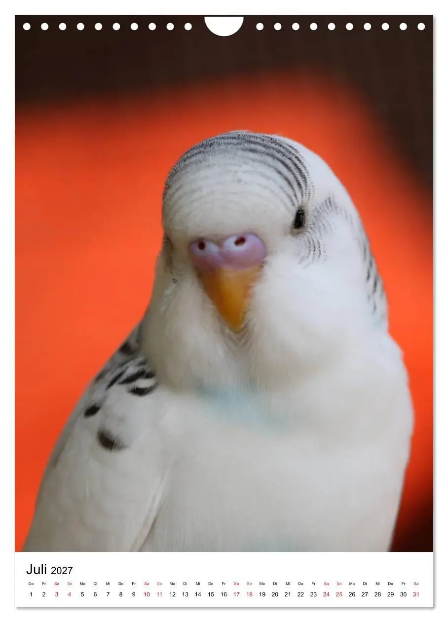 Bild: 9783569547674 | Der Wellensittich - Mein Lieblingsvogel (Wandkalender 2027 DIN A4...