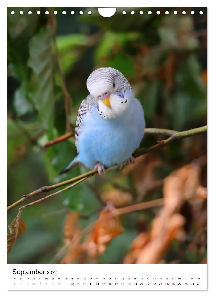 Bild: 9783569547674 | Der Wellensittich - Mein Lieblingsvogel (Wandkalender 2027 DIN A4...