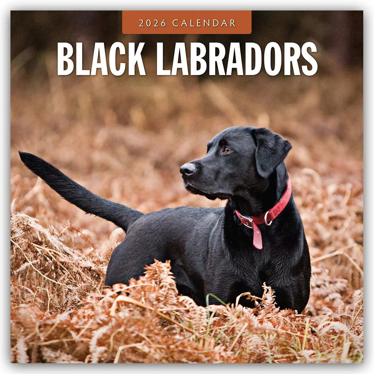 Cover: 9781804427774 | Black Labradors 2026 Square Wall Calendar | Red Robin | Taschenbuch
