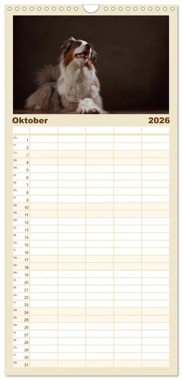 Bild: 9783516517774 | Familienplaner 2026 - Charmante Australian Shepherds mit 5 Spalten...