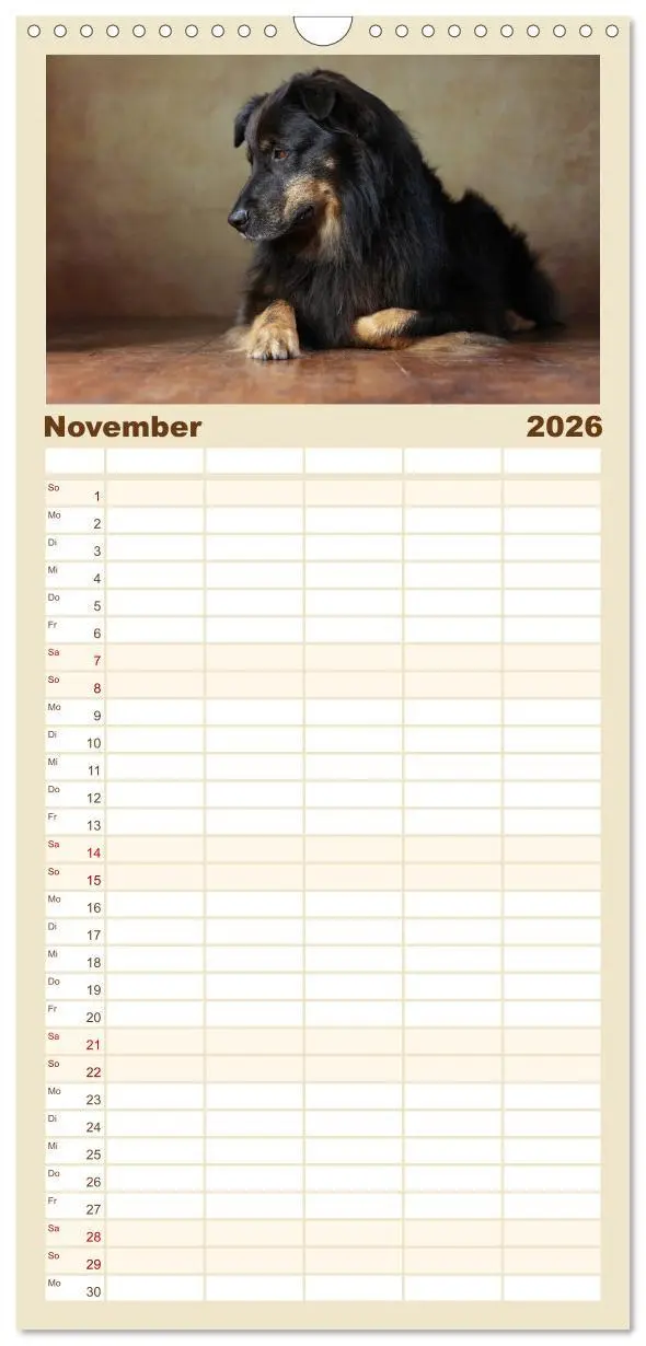 Bild: 9783516517774 | Familienplaner 2026 - Charmante Australian Shepherds mit 5 Spalten...