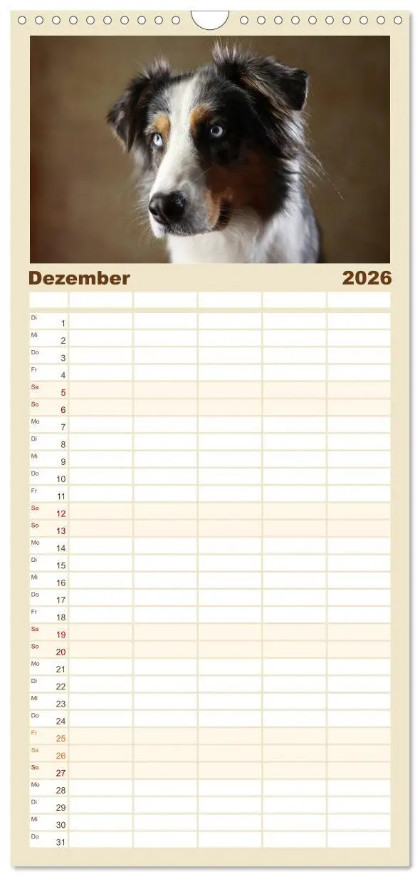 Bild: 9783516517774 | Familienplaner 2026 - Charmante Australian Shepherds mit 5 Spalten...