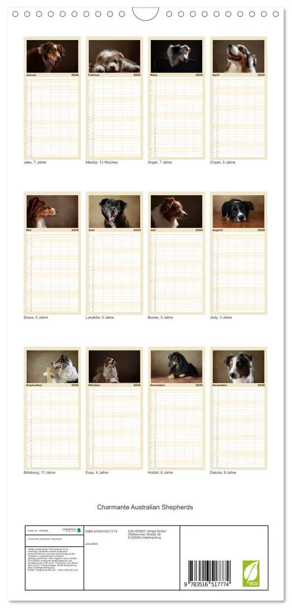 Bild: 9783516517774 | Familienplaner 2026 - Charmante Australian Shepherds mit 5 Spalten...