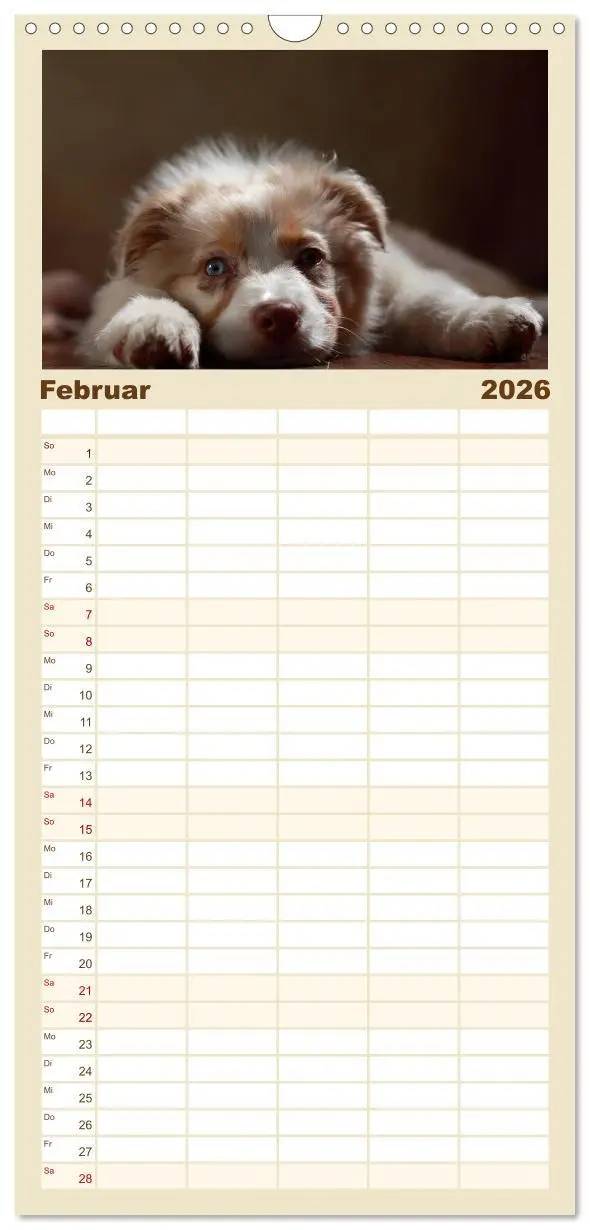 Bild: 9783516517774 | Familienplaner 2026 - Charmante Australian Shepherds mit 5 Spalten...