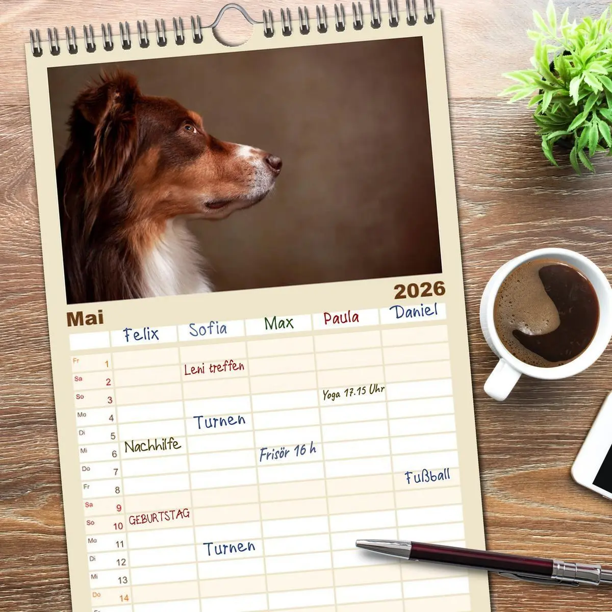 Bild: 9783516517774 | Familienplaner 2026 - Charmante Australian Shepherds mit 5 Spalten...