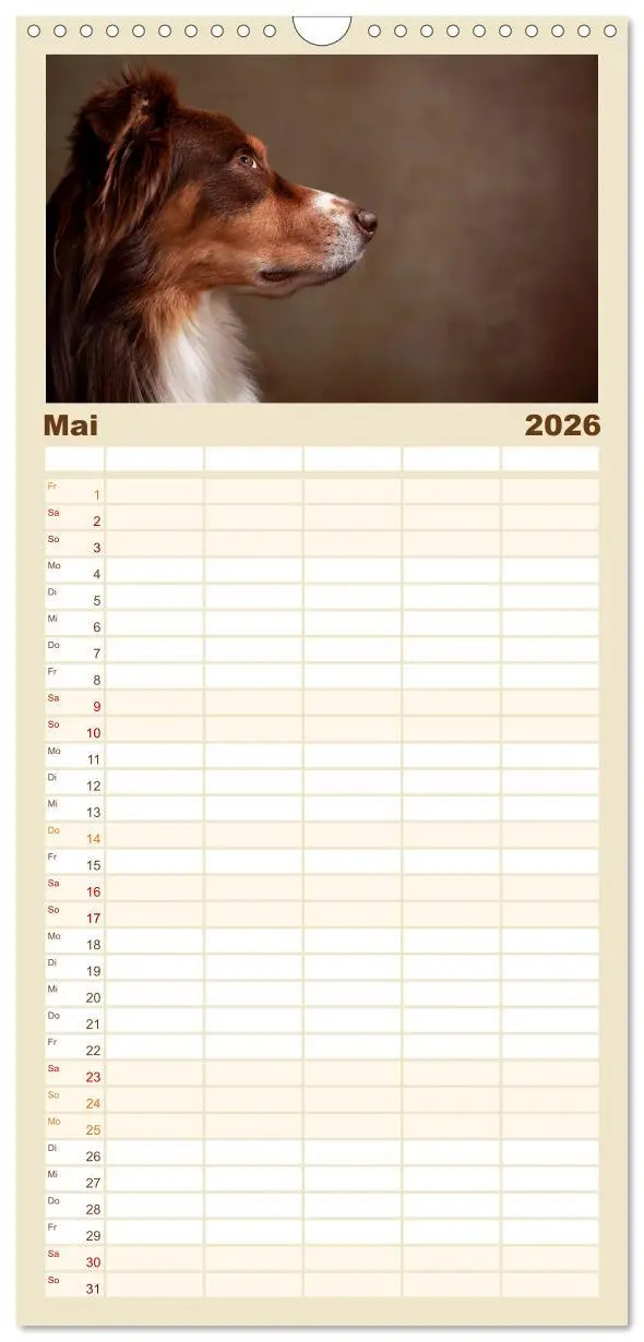 Bild: 9783516517774 | Familienplaner 2026 - Charmante Australian Shepherds mit 5 Spalten...