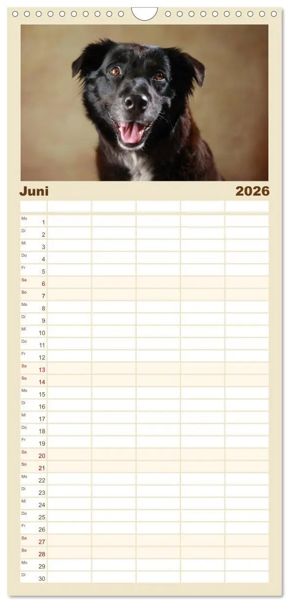 Bild: 9783516517774 | Familienplaner 2026 - Charmante Australian Shepherds mit 5 Spalten...