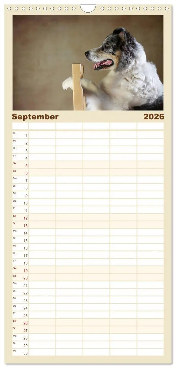 Bild: 9783516517774 | Familienplaner 2026 - Charmante Australian Shepherds mit 5 Spalten...