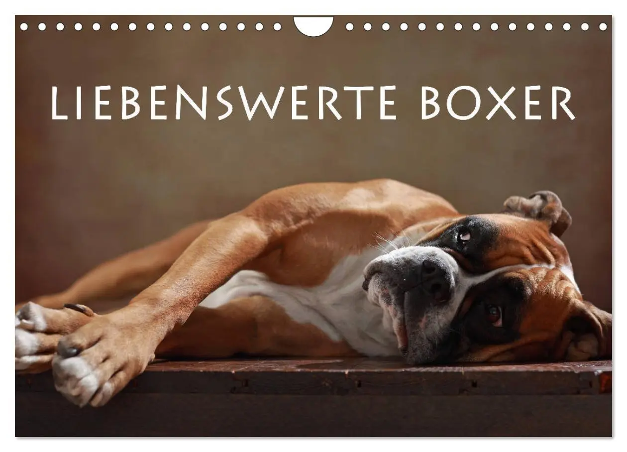 Cover: 9783457897874 | Liebenswerte Boxer (Wandkalender 2026 DIN A4 quer), CALVENDO...